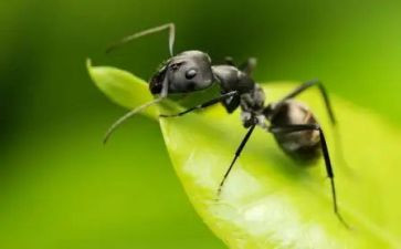 养蚂蚁教案优质8篇