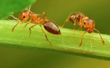 中班科学蚂蚁教案5篇