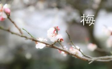 话梅的作文最新8篇