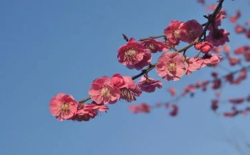 画杨梅教案7篇