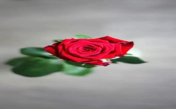 玫瑰门的读后感推荐5篇