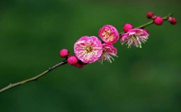 梅花做作文8篇