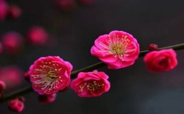 红梅花作文推荐5篇
