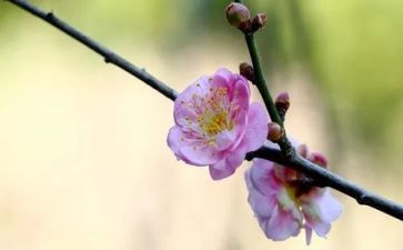 梅花做作文推荐7篇