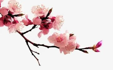 梅花颂作文600字推荐6篇