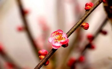 红梅花作文5篇