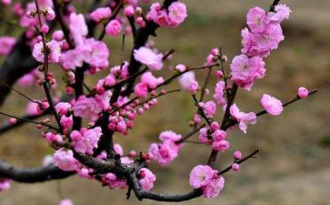腊梅花读后感600字6篇