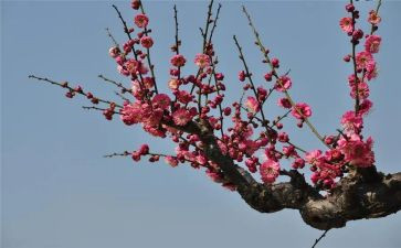 踩梅花桩作文通用8篇