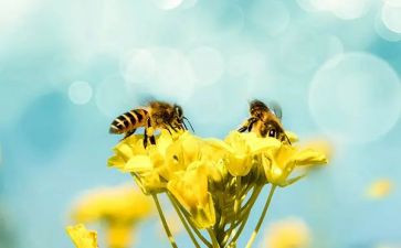 小班《小蜜蜂》教案5篇