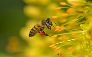 勤劳的“蜜蜂”作文7篇