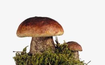 蘑菇的我作文通用5篇