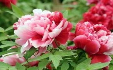 《牡丹亭》观后感8篇