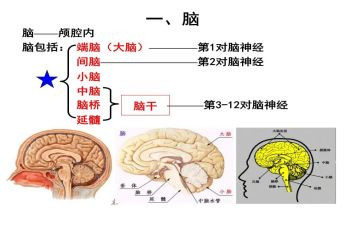 我的电脑作文500字作文5篇