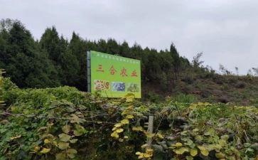 乡镇2024年农产品质量安全工作总结5篇