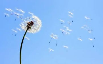 写蒲公英的作文500字8篇