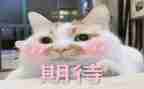 我期待的作文5篇