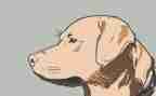 猎犬读后感8篇