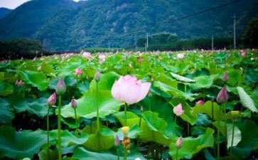 生活+了我+作文7篇