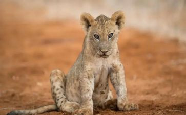 幼儿园大班音乐狮王进行曲教案5篇