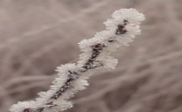 霜的形成教案5篇