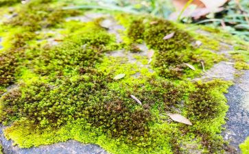 苔丝英文读后感8篇