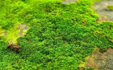 大班语言活动《苔》教案7篇