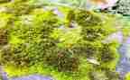 苔丝英文读后感8篇
