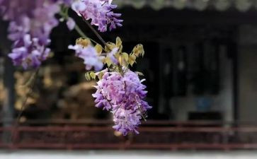 《紫藤萝瀑布》读后感精选5篇