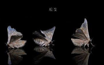 蜕变类作文优质7篇