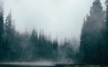 关于雾的作文600字6篇