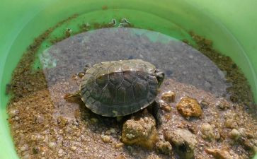 乌龟和免子读后感8篇