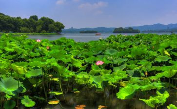 《夏感》读后感6篇
