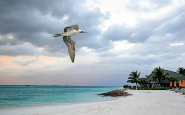 一只想飞的猫的读后感优质7篇