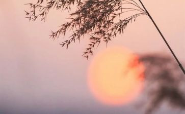 对骆驼祥子的读后感作文优秀5篇