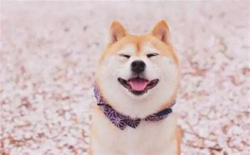 笑对生活作文800字模板8篇