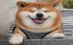 笑猫日记读后感5篇