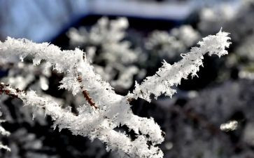 雪300字作文最新8篇