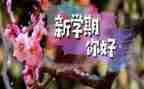 小学班工作学期总结6篇
