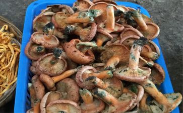 捡野生菌作文精选6篇