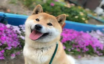 写有趣的事作文300字最新6篇