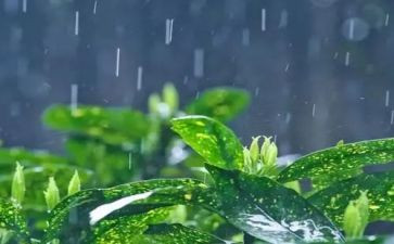 雨来作文读后感推荐6篇