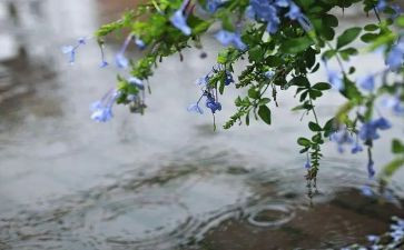 雨读后感200字优质7篇