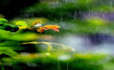 雨读后感200字8篇