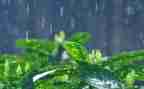 大班语言雨来了教案模板6篇