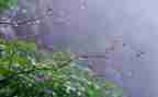 小班语言《雨》教案最新5篇