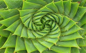 读植物朋友作文优质8篇