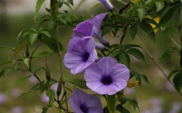写一植物的作文200字5篇