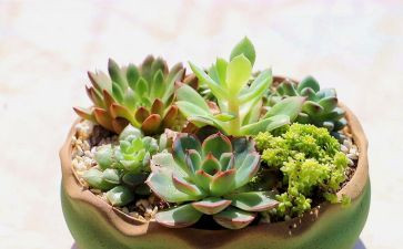 植物染教案7篇