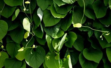 参观植物园的心得体会6篇