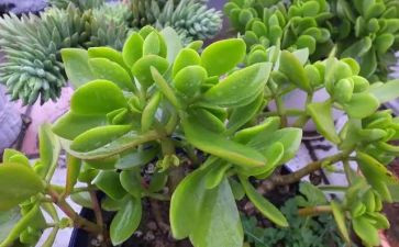 植物描写植物的作文推荐5篇